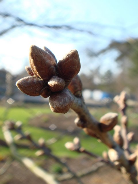 Quercus robur 'Filicifolia' bourgeon